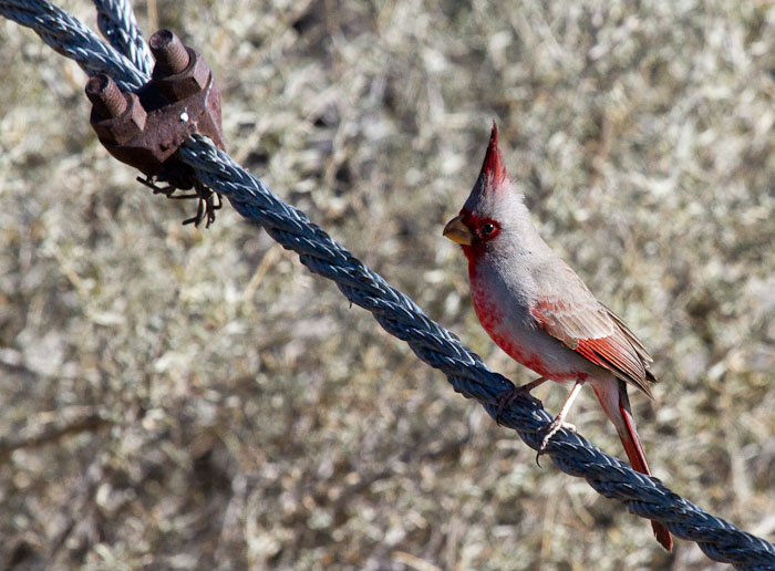  Pyrrhuloxia, Bosque Birdwatchers RV Park, San Antonio NM, February 20, 2010