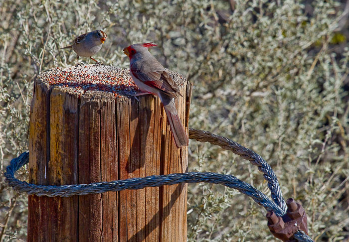  Move on shorty, Pyrrhuloxia, Chipping Sparrow, Bosque Birdwatchers RV Park, San Antonio NM, February 20, 2010