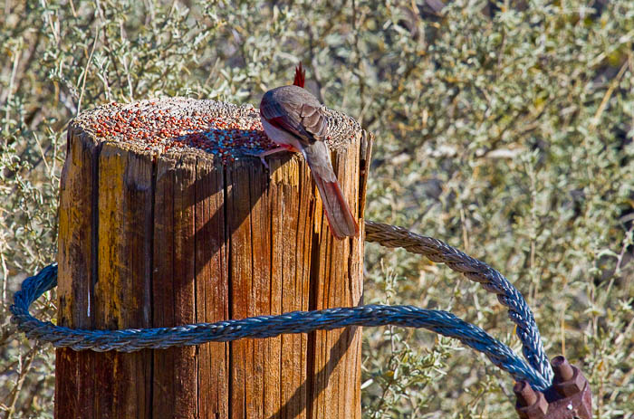  Pyrrhuloxia, Bosque Birdwatchers RV Park, San Antonio NM, February 20, 2010