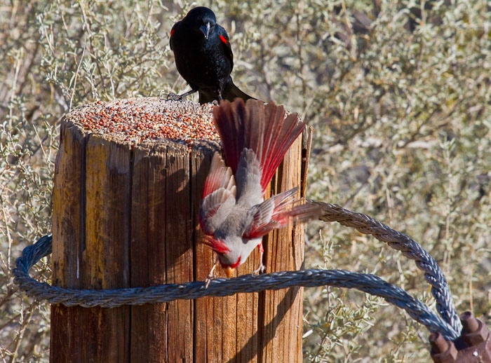 Move on big boy, Red-winged Blackbird, Pyrrhuloxia, Bosque Birdwatchers RV Park, San Antonio NM, February 20, 2010 Move on big boy, Red-winged Blackbird, Pyrrhuloxia, Bosque Birdwatchers RV Park, San Antonio NM, February 20, 2010