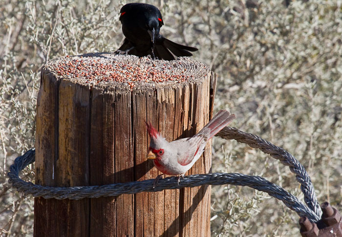 And don't come back.., Red-winged Blackbird, Pyrrhuloxia, Bosque Birdwatchers RV Park, San Antonio NM, February 20, 2010