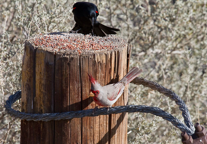 And don't come back.., Red-winged Blackbird, Pyrrhuloxia, Bosque Birdwatchers RV Park, San Antonio NM, February 20, 2010 And don't come back.., Red-winged Blackbird, Pyrrhuloxia, Bosque Birdwatchers RV Park, San Antonio NM, February 20, 2010