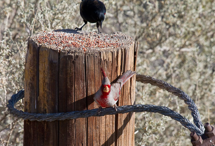  Is he serious..?, Pyrrhuloxia, Red-winged Blackbird, Bosque Birdwatchers RV Park, San Antonio NM, February 20, 2010