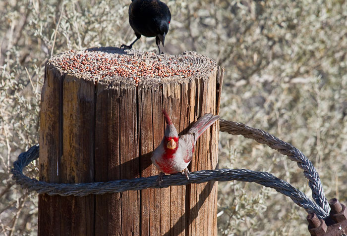 Is he serious..?, Pyrrhuloxia, Red-winged Blackbird, Bosque Birdwatchers RV Park, San Antonio NM, February 20, 2010 Is he serious..?, Pyrrhuloxia, Red-winged Blackbird, Bosque Birdwatchers RV Park, San Antonio NM, February 20, 2010