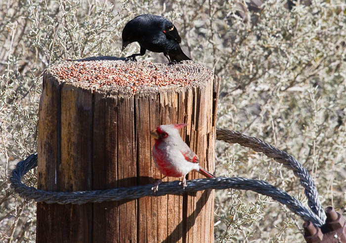 He can't be serious.., Pyrrhuloxia, Red-winged Blackbird, Bosque Birdwatchers RV Park, San Antonio NM, February 20, 2010 He can't be serious.., Pyrrhuloxia, Red-winged Blackbird, Bosque Birdwatchers RV Park, San Antonio NM, February 20, 2010