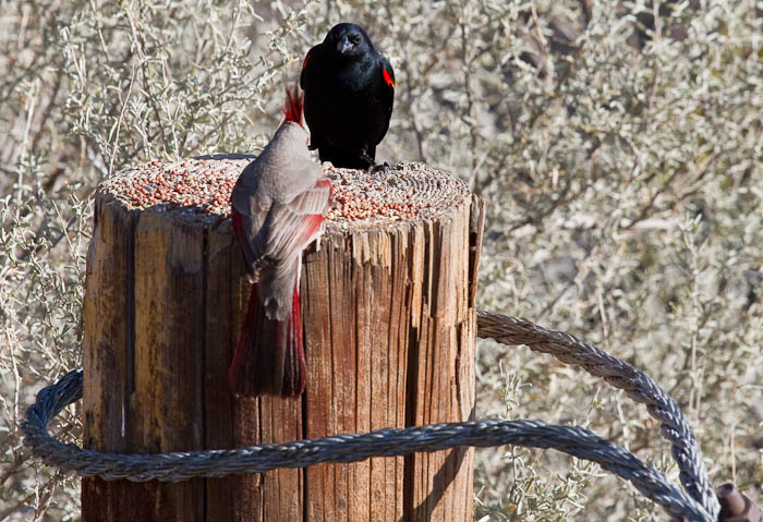 Oh all right, but you'll have to share.., Pyrrhuloxia, Red-winged Blackbird, Bosque Birdwatchers RV Park, San Antonio NM, February 20, 2010