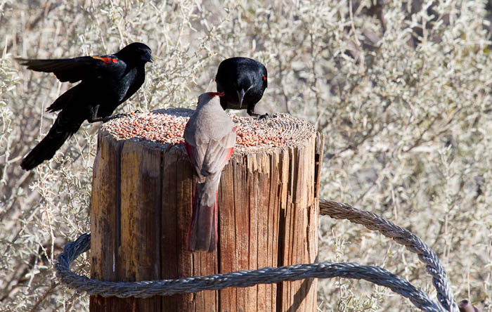 May I join you..?, Pyrrhuloxia, Red-winged Blackbird, Bosque Birdwatchers RV Park, San Antonio NM, February 20, 2010 May I join you..?, Pyrrhuloxia, Red-winged Blackbird, Bosque Birdwatchers RV Park, San Antonio NM, February 20, 2010