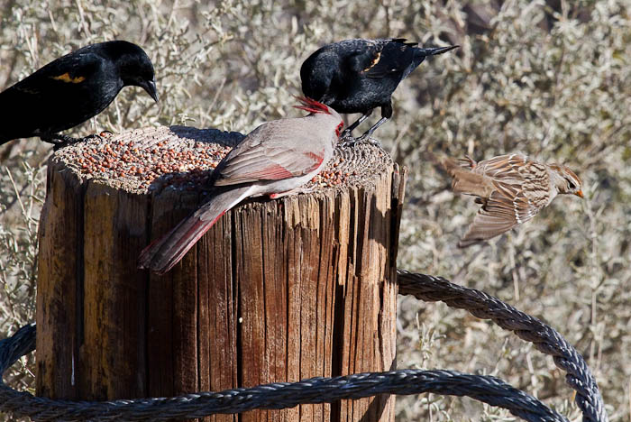 Scram shorty, Pyrrhuloxia, Chipping Sparrow, Red-winged Blackbirds, Bosque Birdwatchers RV Park, San Antonio NM, February 20, 2010 Scram shorty, Pyrrhuloxia, Chipping Sparrow, Red-winged Blackbirds, Bosque Birdwatchers RV Park, San Antonio NM, February 20, 2010