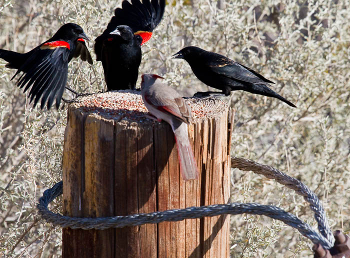 Chill Dude, Pyrrhuloxia, Red-winged Blackbirds, Bosque Birdwatchers RV Park, San Antonio NM, February 20, 2010