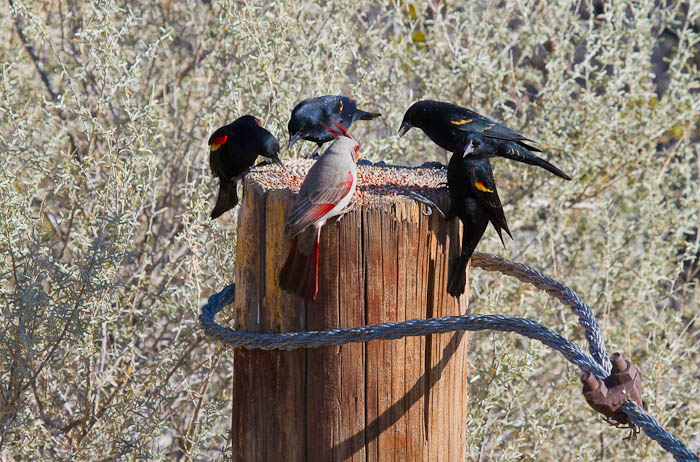 Breakfast at Ladka's Roundtable, Bosque Birdwatchers RV Park, San Antonio NM, February 20, 2010