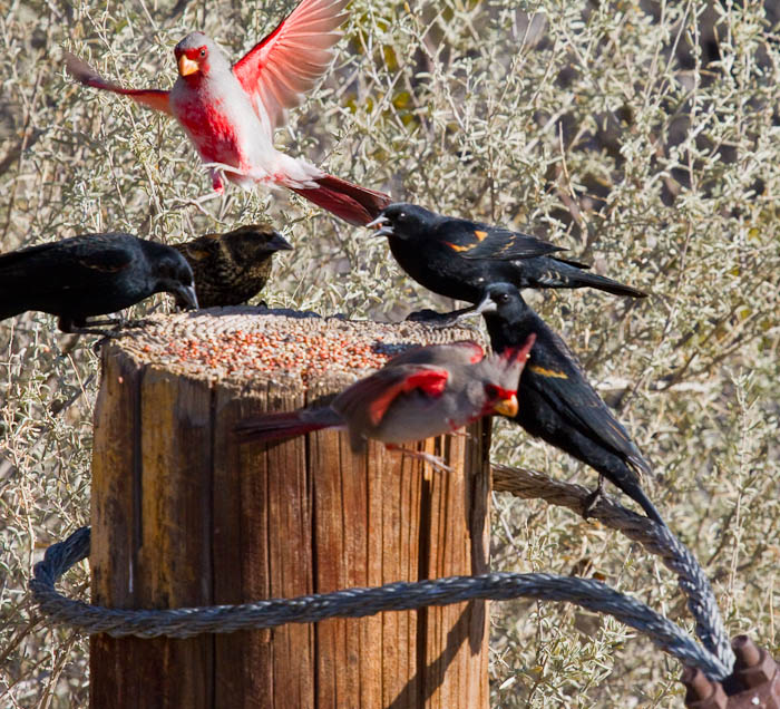 Pyrrhuloxia, Red-winged Blackbirds, Bosque Birdwatchers RV Park, San Antonio NM, February 20, 2010 Pyrrhuloxia, Red-winged Blackbirds, Bosque Birdwatchers RV Park, San Antonio NM, February 20, 2010