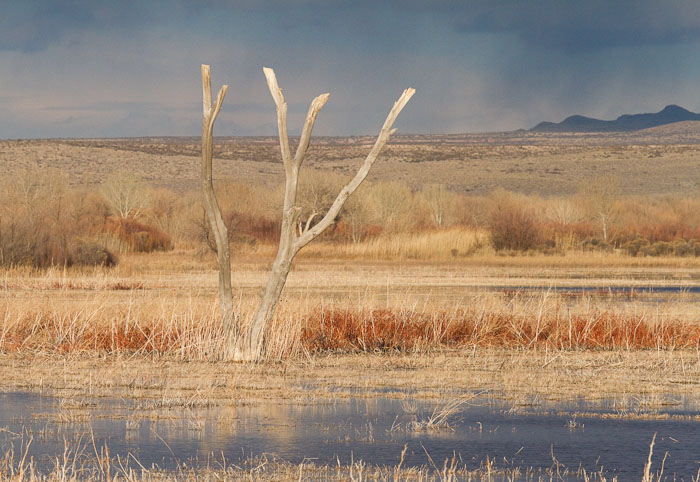 Snag, Bosque del Apache National Wildlife Refuge, San Antonio NM, February 25, 2010