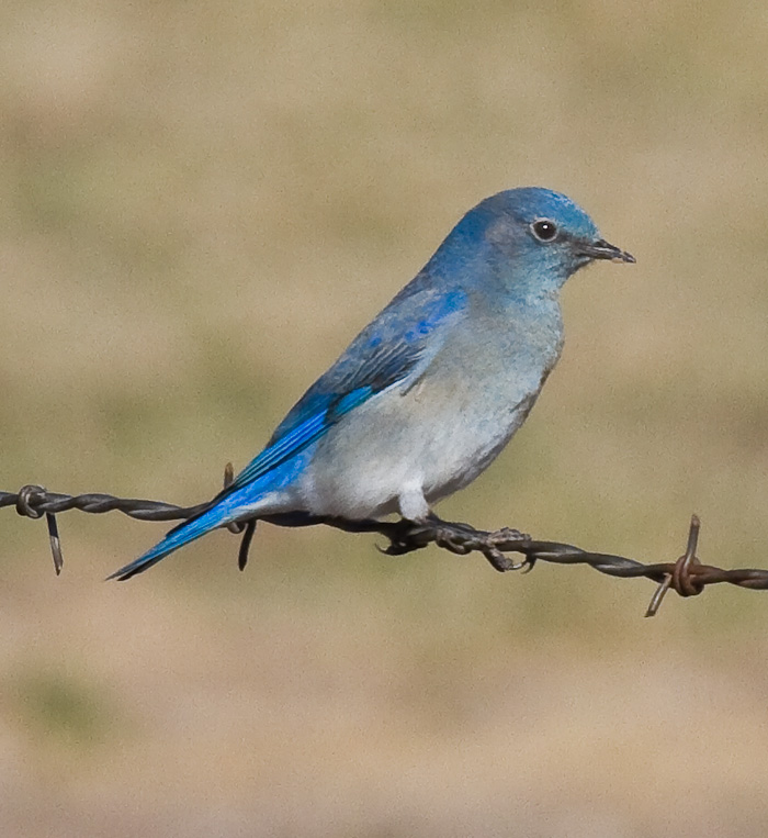 Mountain Bluebird, Bosque Birdwatchers RV Park, San Antonio NM, March 5, 2010