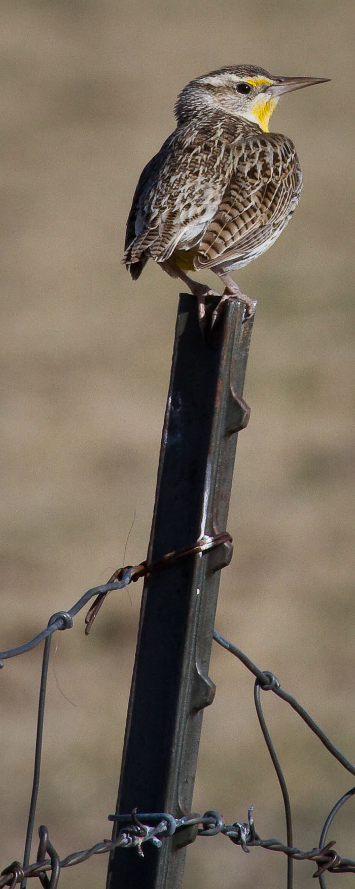 Western Meadowlark with Cowhair, Bosque Birdwatchers RV Park, San Antonio NM, March 5, 2010