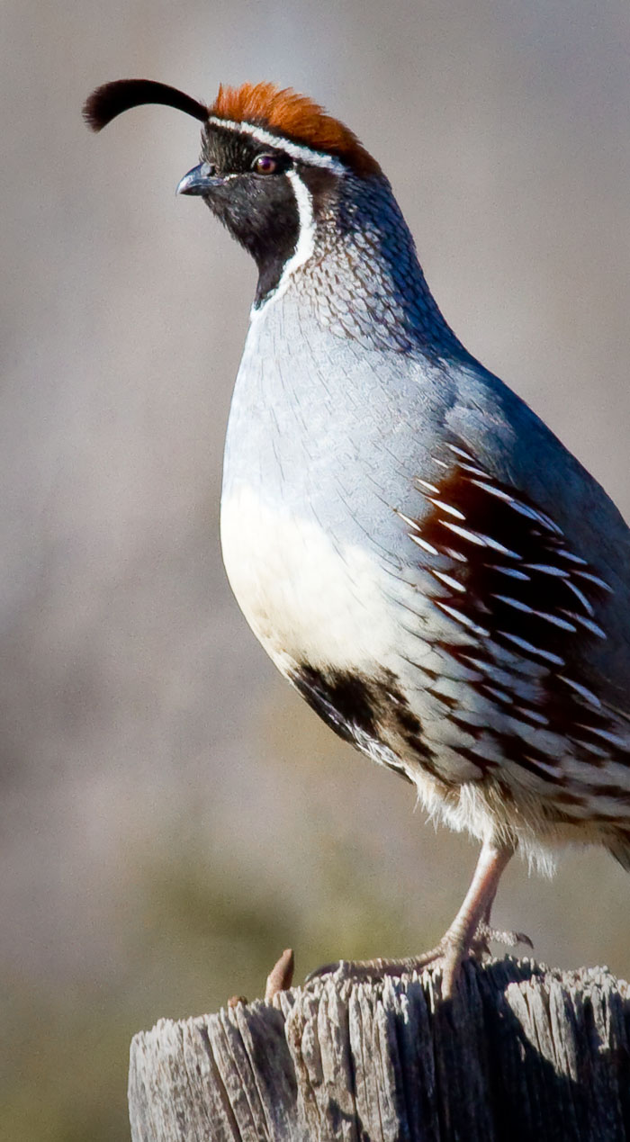 Gambel's Quail, Bosque Birdwatchers RV Park, San Antonio NM, March 17, 2010