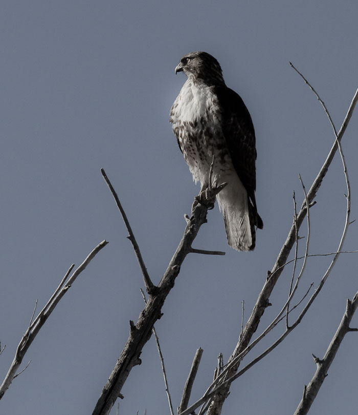 Red-tailed Hawk, Bosque National Wildlife Refuge, San Antonio NM, March 17, 2010