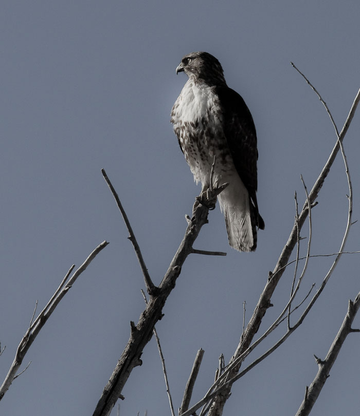 Red-tailed Hawk, Bosque National Wildlife Refuge, San Antonio NM, March 17, 2010 Red-tailed Hawk, Bosque National Wildlife Refuge, San Antonio NM, March 17, 2010