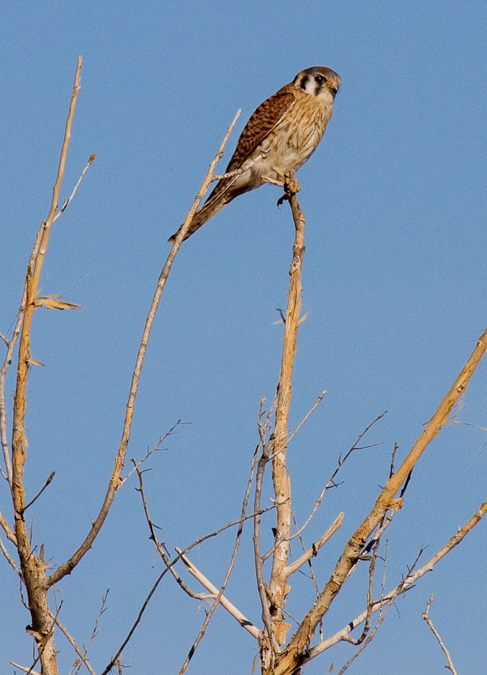 American Kestrel, Bosque del Apache National Wildlife Refuge, San Antonio NM, March 17, 2010