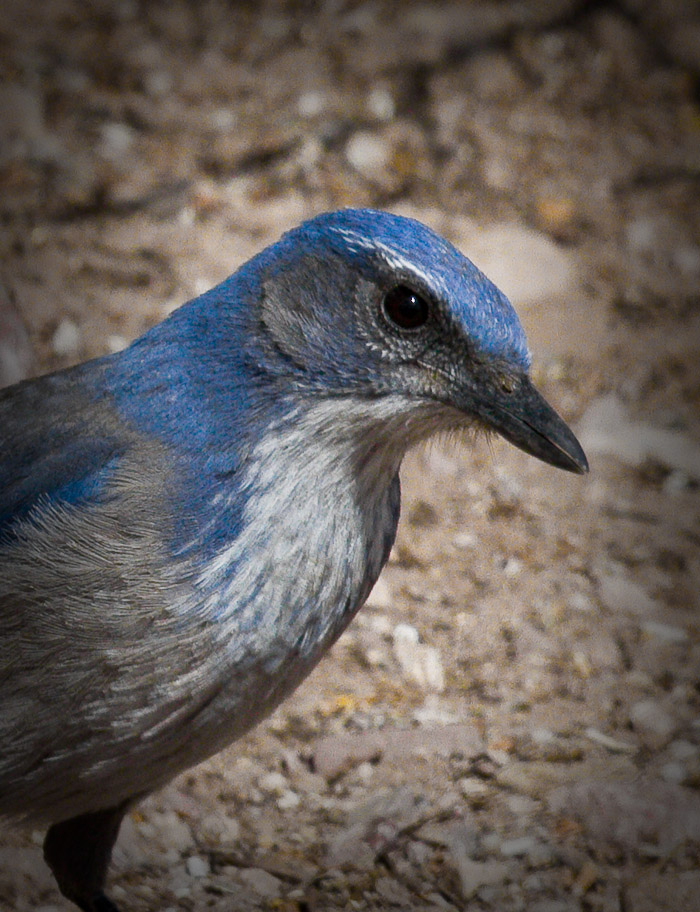 Portrait in Blue, Western Scrub-Jay, Bosque Birdwatchers RV Park, San Antonio NM, March 19, 2010