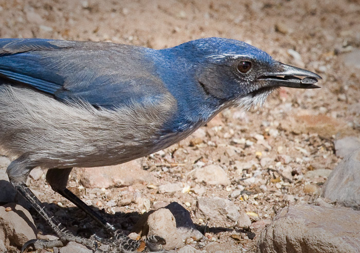 Take two and ..., Western Scrub-Jay, Bosque Birdwatchers RV Park, San Antonio NM, March 19, 2010