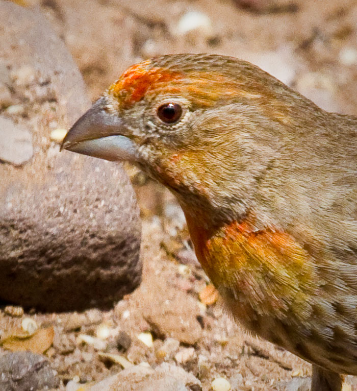 House Finch, Bosque Birdwatchers RV Park, San Antonio NM, March 19, 2010