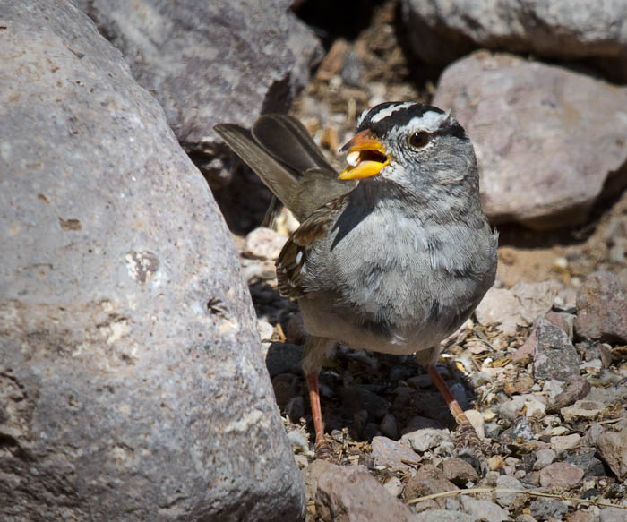 White-crowned Sparrow, Bosque Birdwatchers RV Park, San Antonio NM, March 19, 2010 White-crowned Sparrow, Bosque Birdwatchers RV Park, San Antonio NM, March 19, 2010