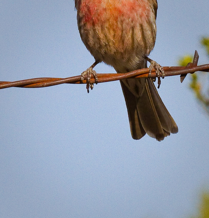 House Finch, Bosque Birdwatchers RV Park, San Antonio NM, March 31, 2010