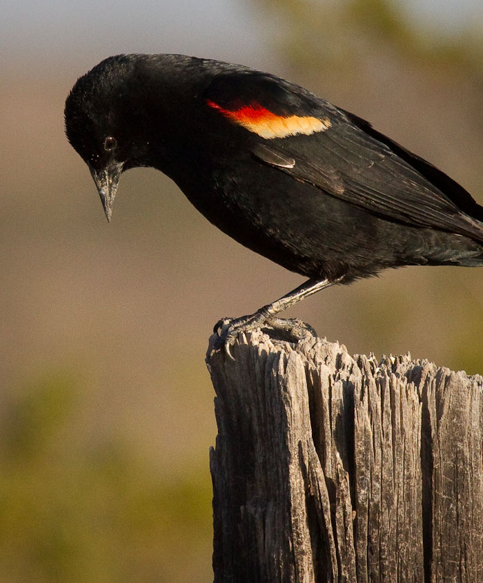 Red-winged Blackbird, Bosque Birdwatchers RV Park, San Antonio NM, April 1, 2010