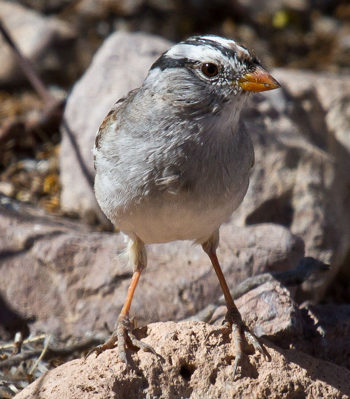 White-crowned Sparrow, San Antonio NM, April 8, 2010