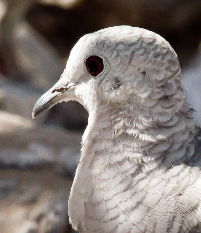 Inca Dove, San Antonio NM, April 11, 2010