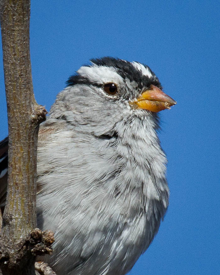 White-crowned Sparrow, San Antonio NM, April 11, 2010
