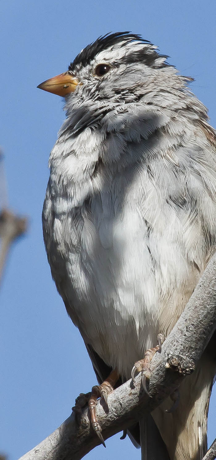 White-crowned Sparrow, San Antonio NM, April 11, 2010