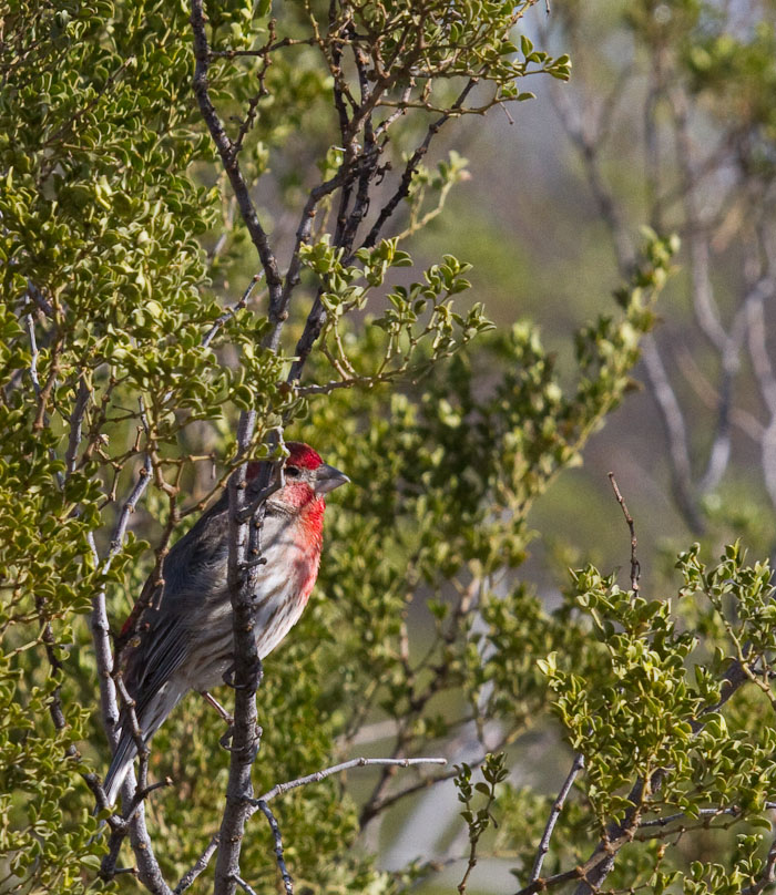 House Finch, Bosque Birdwatchers RV Park, San Antonio NM, April 11, 2010