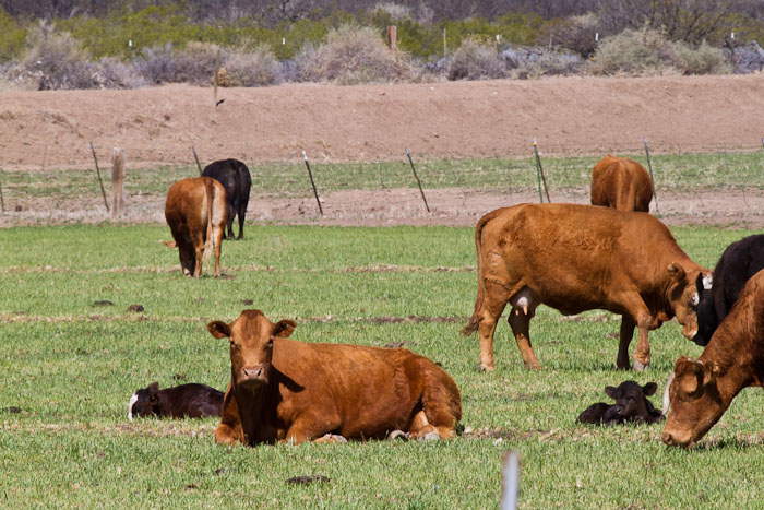 Spring in the pasture, San Antonio NM, April 11, 2010