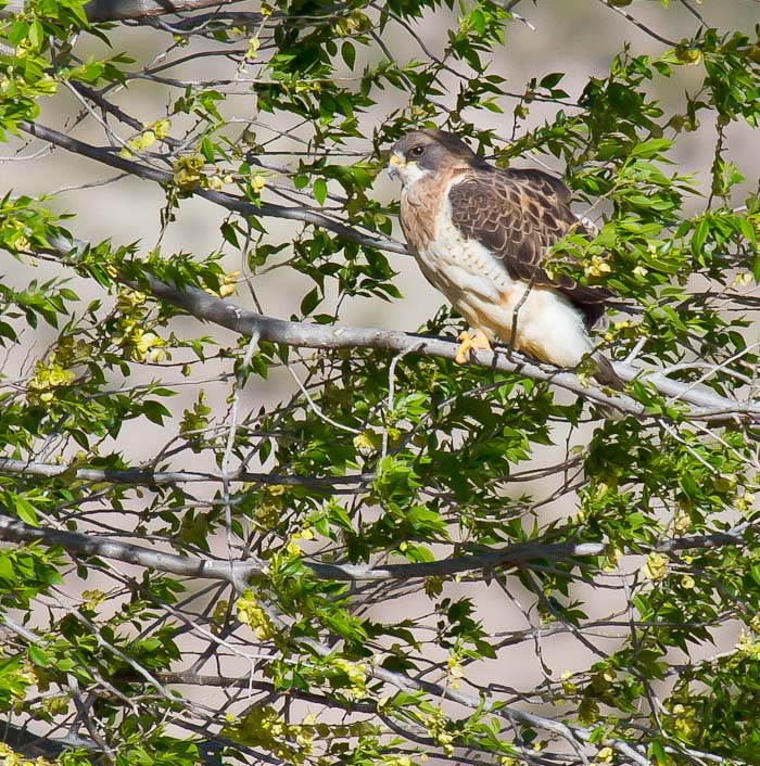 Swainson's Hawk, San Antonio NM, April 13, 2010 Swainson's Hawk, San Antonio NM, April 13, 2010