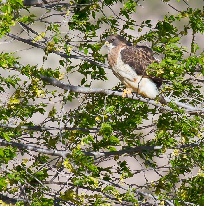 Swainson's Hawk, San Antonio NM, April 13, 2010