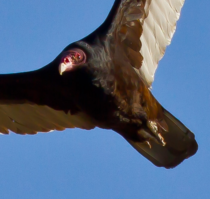 Turkey Vulture, San Antonio NM, April 13, 2010