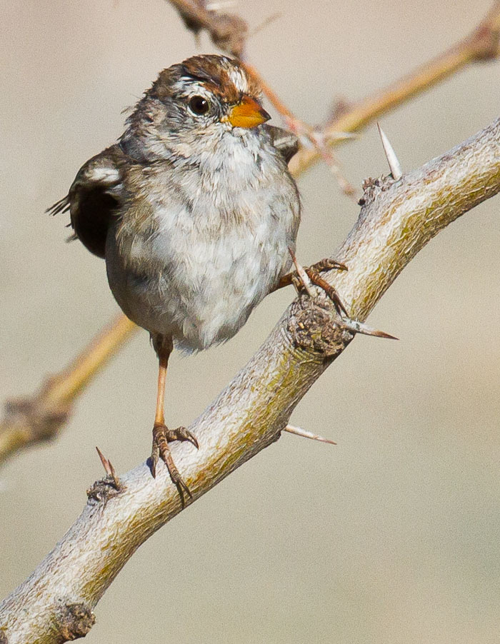 White-crowned Sparrow, San Antonio NM, April 13, 2010