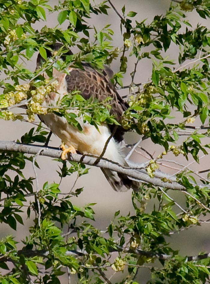 Swainson's Hawk, San Antonio NM, April 13, 2010