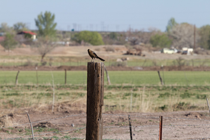 Great-tailed Grackle, San Antonio NM, April 13, 2010