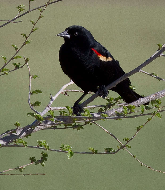 Red-winged Blackbird, San Antonio NM, April 13, 2010