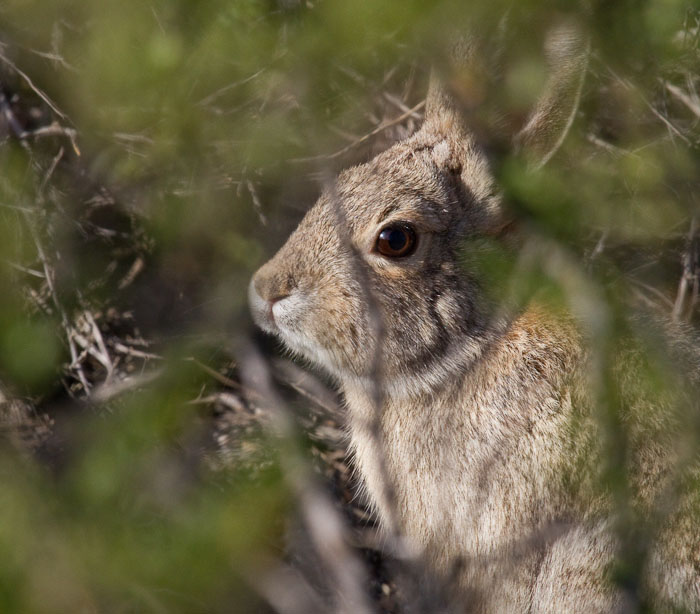 Rabbit's under the creosote, Bosque Birdwatchers RV Park, San Antonio NM, April 14, 2010