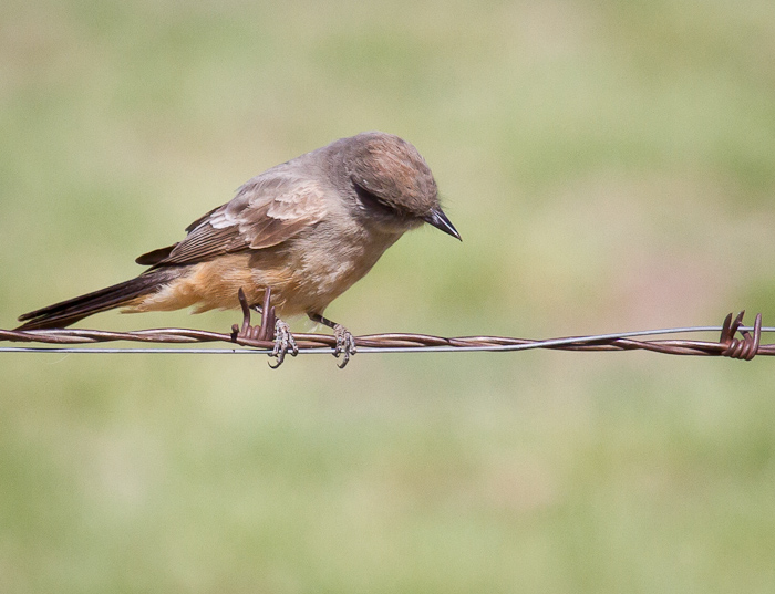 Say's Phoebe, San Antonio NM, April 15, 2010