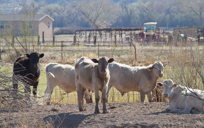 Youngstock, San Antonio NM, April 15, 2010