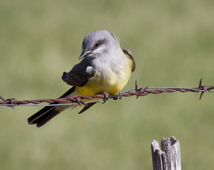 Western Kingbird, San Antonio NM, April 15, 2010