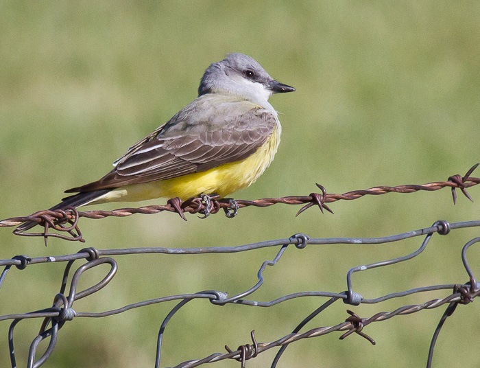 On the Fence, Western Kingbird, San Antonio NM, April 15, 2010