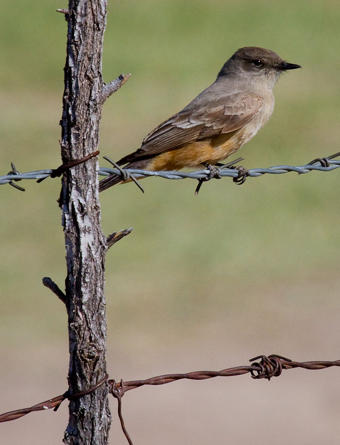 Say's Phoebe, San Antonio NM, April 15, 2010