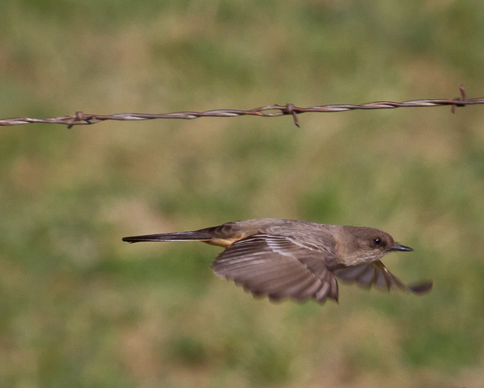 Locked On, Say's Phoebe, San Antonio NM, April 16, 2010