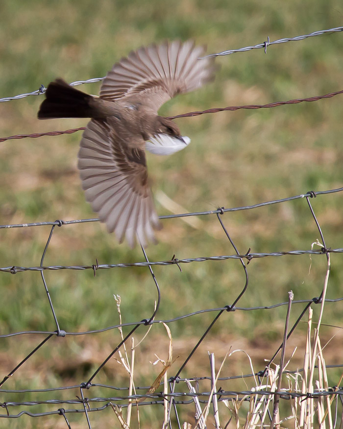 Horse Feathers, Say's Phoebe, San Antonio NM, April 16, 2010