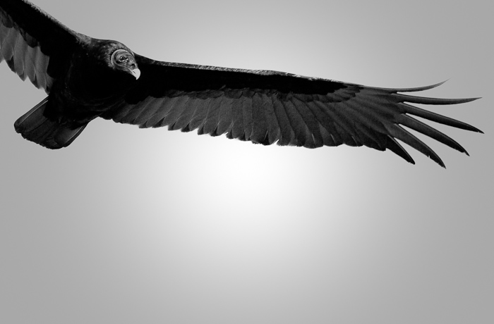 Turkey Vulture, San Antonio NM, April 16, 2010